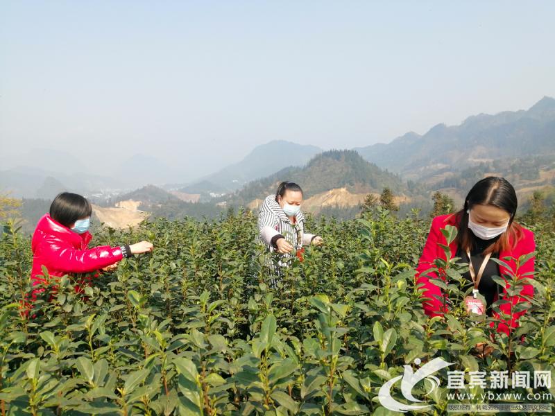 筠連縣市場(chǎng)監(jiān)督管理局最新項(xiàng)目,筠連縣市場(chǎng)監(jiān)督管理局最新項(xiàng)目，推動(dòng)市場(chǎng)監(jiān)管現(xiàn)代化，助力地方經(jīng)濟(jì)高質(zhì)量發(fā)展