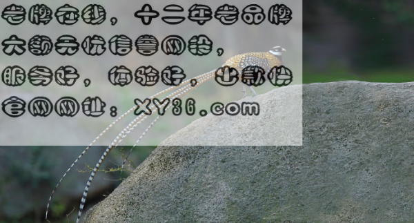 今晚四不像必中一肖圖118|話題釋義解釋落實,今晚四不像必中一肖圖118，話題釋義解釋落實的探討